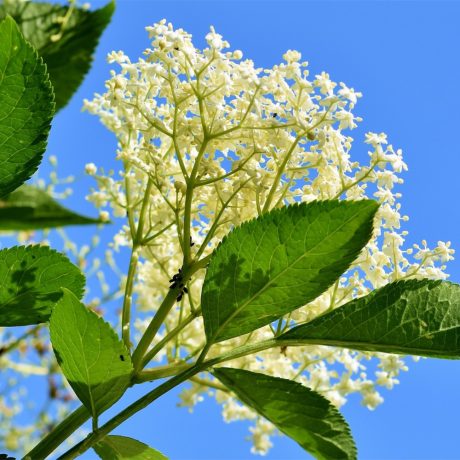 Elderflower